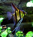 Pterophyllum scalare male