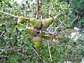 Quercus coccifera Valencia