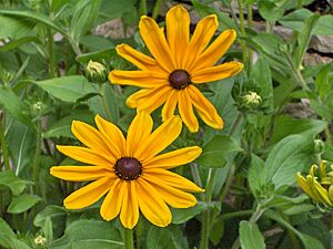 Archivo:Rudbeckia hirta Indian Summer