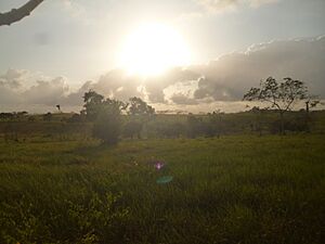 Archivo:SabanaPanameña(5)