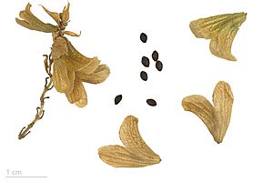 Archivo:Salvia canariensis MHNT.BOT.2015.34.38