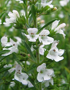 Archivo:Satureja montana Cząber górski flower