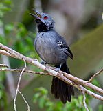 Archivo:Slender Antbird Rhopornis ardesiaca (cropped)