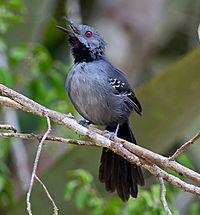 Archivo:Slender Antbird Rhopornis ardesiaca (cropped)