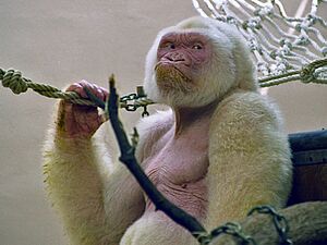 Archivo:Snowflake - Barcelona Zoo White Gorilla3