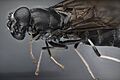 Soldier fly black