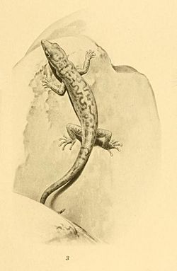 Sphaerodactylus pacificus 01-Barbour 1921.jpg