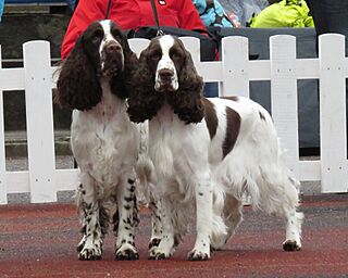 Springer Pair.JPG