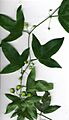 Starr 040116-9001 Passiflora suberosa
