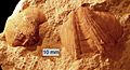 Syringothyris01
