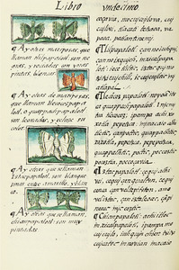 The Florentine Codex- Butterflies