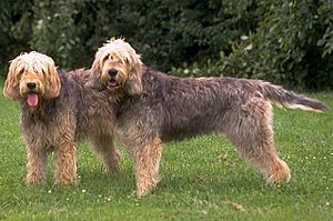 Archivo:Two otterhounds