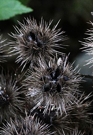 Archivo:Whau (Entelea arborescens) seed pods