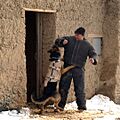 Working dog in Afghanistan, wearing a bulletproof vest, being trained-hires