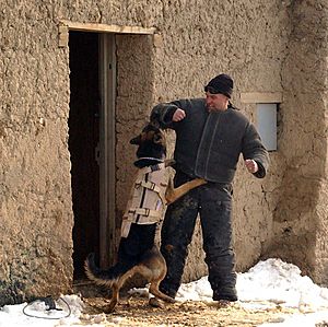 Archivo:Working dog in Afghanistan, wearing a bulletproof vest, being trained-hires