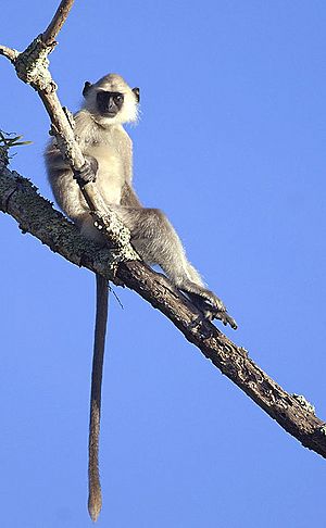 Archivo:2012-bandipur-langur