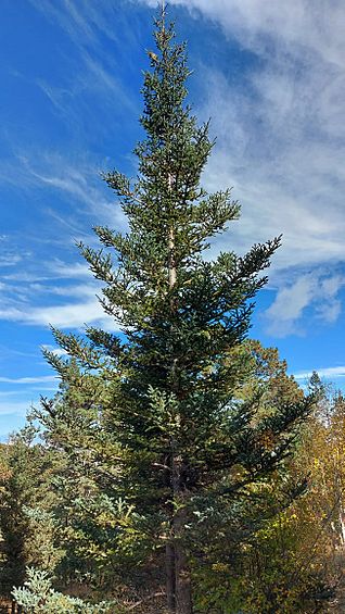 Archivo:Abies vejarii adulto con conos