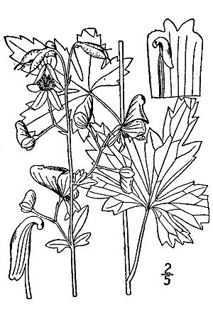 Archivo:Aconitum-uncinatum01
