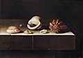Adriaen Coorte - Five Shells on a Slab of Stone - WGA05211