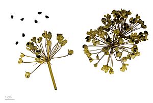 Archivo:Allium tuberosum MHNT.BOT.2013.22.61