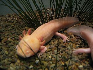 Archivo:Ambystoma mexicanum
