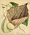 Aristolochia grandiflora (A. gigantea) Bot. Mag. 72. 4221. 1846