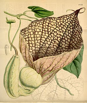 Archivo:Aristolochia grandiflora (A. gigantea) Bot. Mag. 72. 4221. 1846