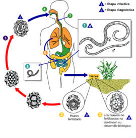Archivo:Ascariasis LifeCycle - CDC Division of Parasitic Diseases - Spa
