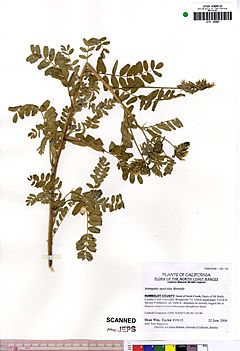 Archivo:Astragalus agnicidus JEPS109802 (4495077501)
