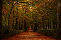 Autumn's Soul