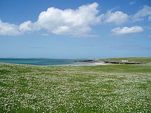 Archivo:Berneray Machair (hazelisles)