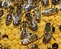 Bienen 35b-Detail