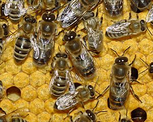 Archivo:Bienen 35b-Detail