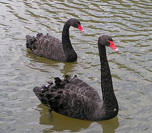 Archivo:Black Swans