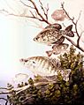 Black crappie and white crappie fish