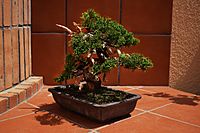 Archivo:Bonsai Juniperus con Jin y madera trabajada