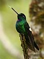 Buff-Winged Starfrontlet (Coeligena lutetiae)