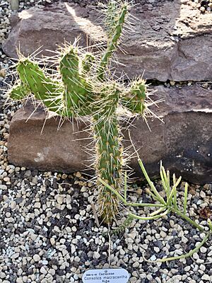 Archivo:Cactaceae Consolea macracantha 1