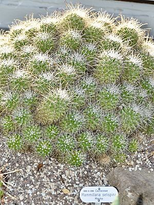 Archivo:Cactaceae Mammillaria setispina 1