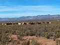 Campo de pastoreo de llamas, en El Condor