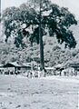 Ceiba