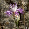Centaurea alba