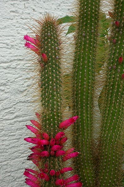 Cleistoc hildegardiae