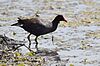 Common Gallinule (34748804104).jpg