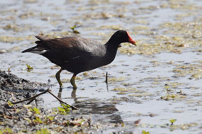 Common Gallinule (34748804104)