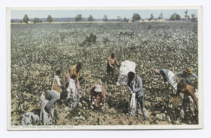 Archivo:Cotton Pickers in the Field (NYPL b12647398-69474)f