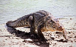 Archivo:Cuban crocodile