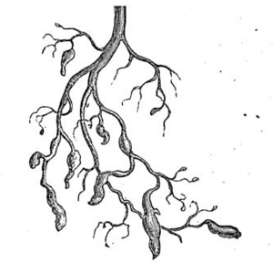 Archivo:Dactylosphaera vitifolii 2 meyers 1888 v13 p621