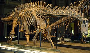 Archivo:Dicraeosaurus Berlin