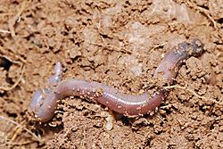 Archivo:Earthworm